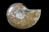 Iridescent, Red Flash Ammonite - Madagascar #82448-1
